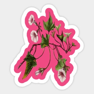 Uala Hawaiian Sweet Potato Vine Botanical Vector Art Sticker